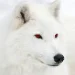 profile_picture_by_the_white_direwolf-d540zt4.webp