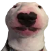 WalterDog.webp WalterDog.webp