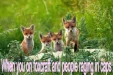 foxcraft.webp