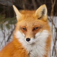 RedTheFox999