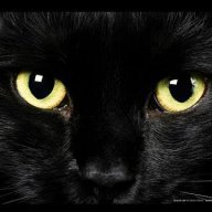 Cool_Catz