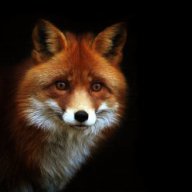 BloodFox39