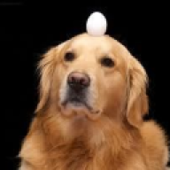 BARKx4