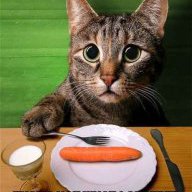 Carrots the Cat