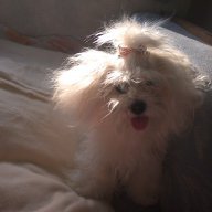 CutePuppy01230