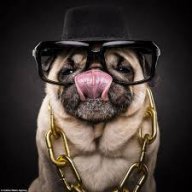 Clueless_Dog