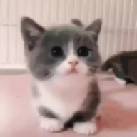 Harsh_gigachad