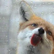 xX_MystcFox_Xx