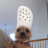 anthony_Iee