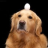 BARKx4