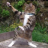 CatMan King