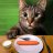 Carrots the Cat