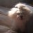 CutePuppy01230