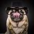 Clueless_Dog