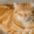 *Spookpoes