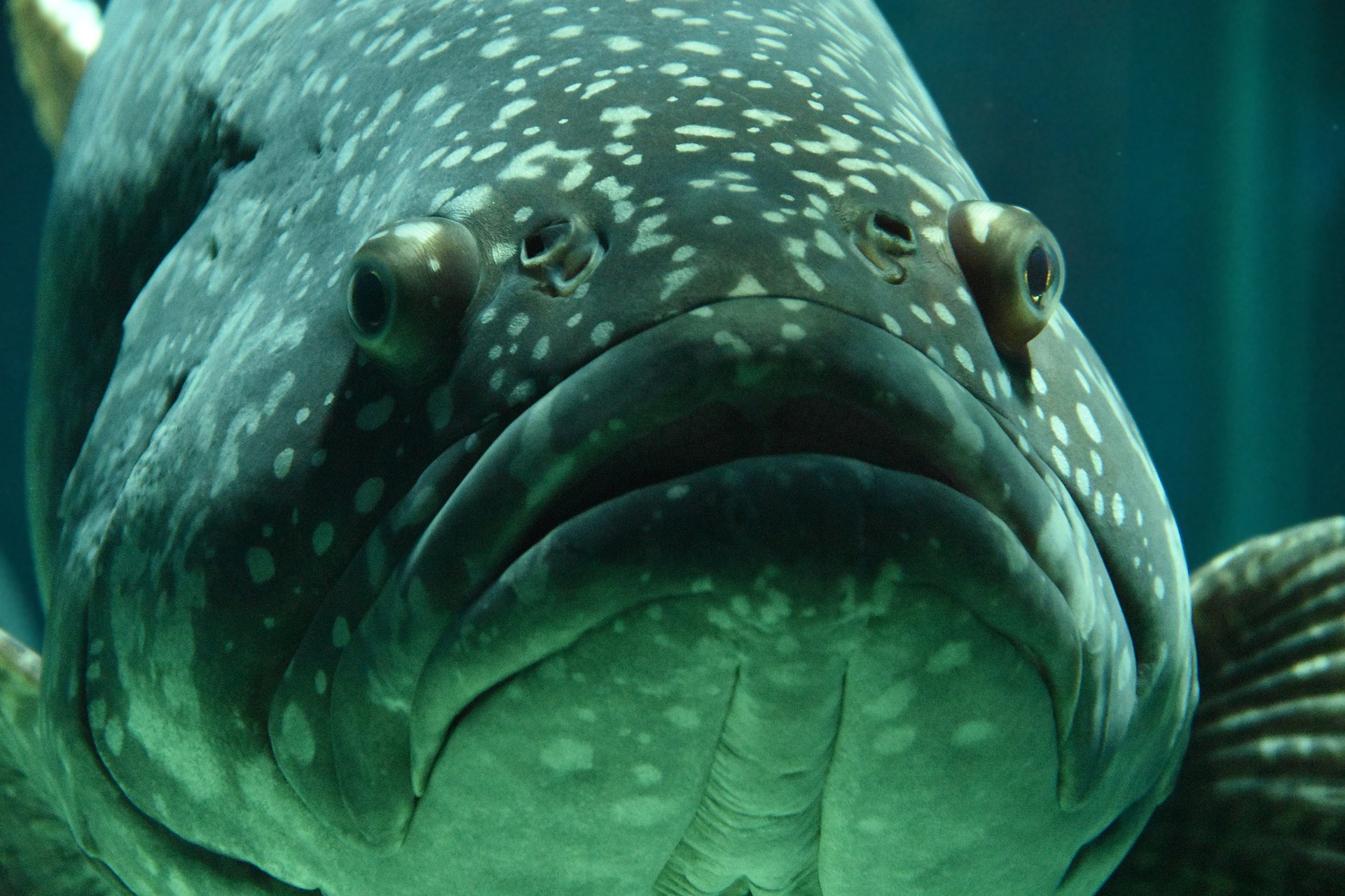 fish-1534844_1920.jpg